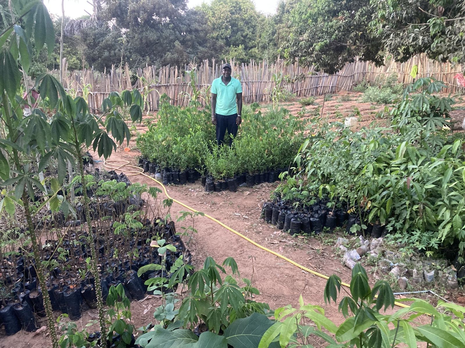 A tree nursery in rows of young plants, with a man standing among them